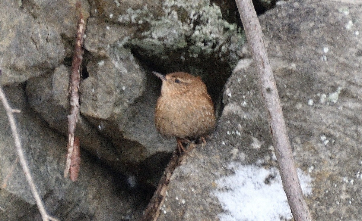 střízlík kanadský - ML647862485