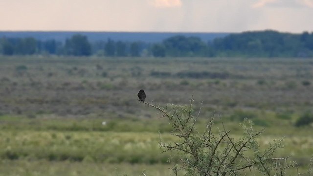 Ада білокрилий - ML647862511