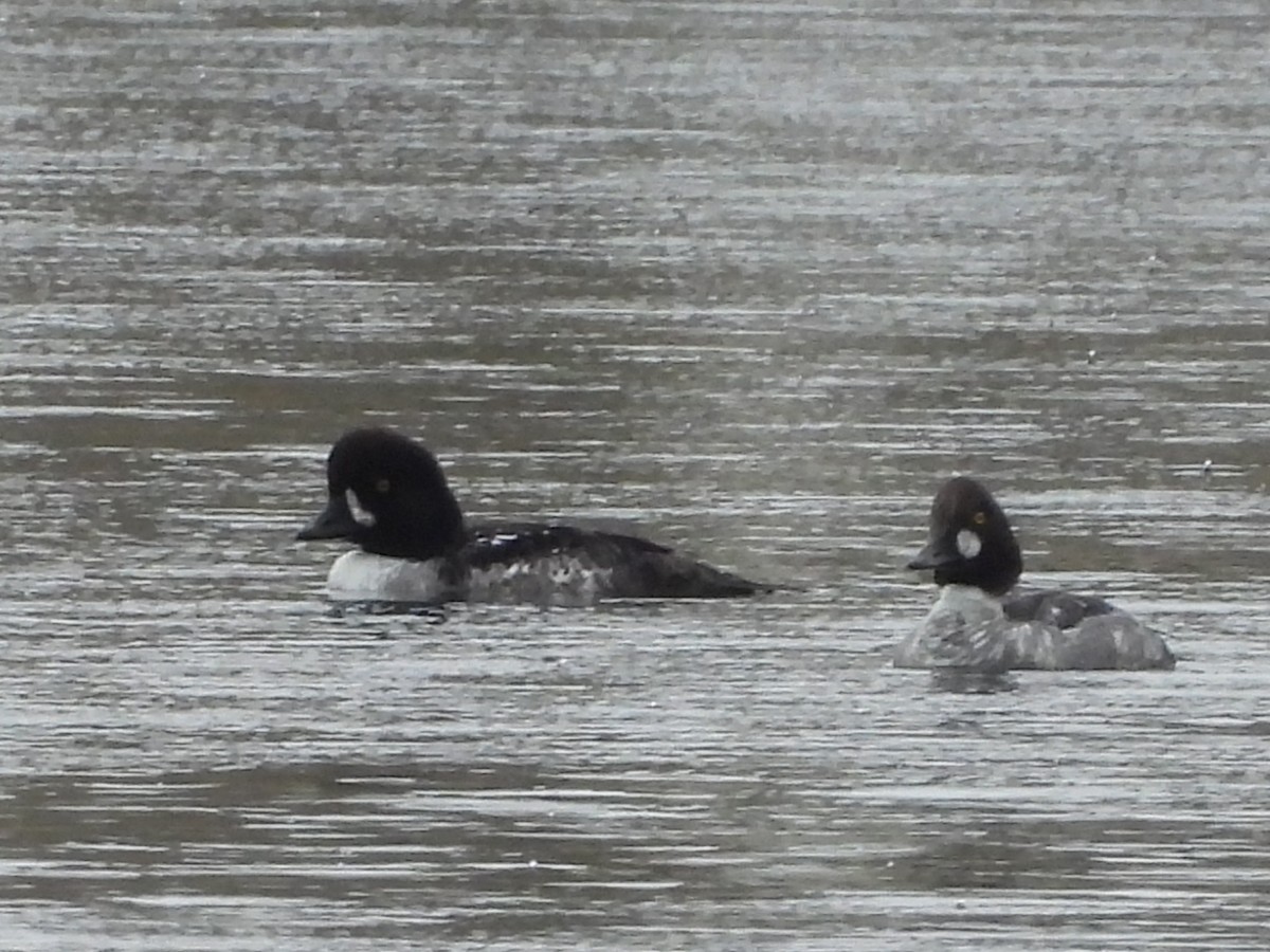 キタホオジロガモ - ML647862522