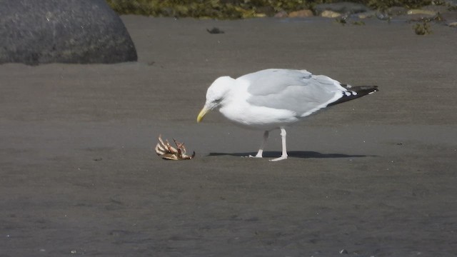 Мартин американський - ML647862526