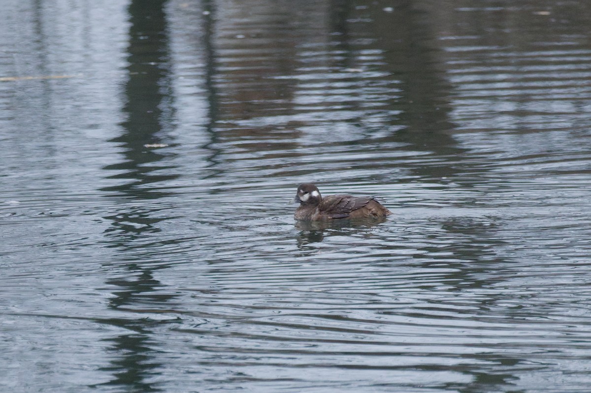 Palyaço Ördeği - ML647862538