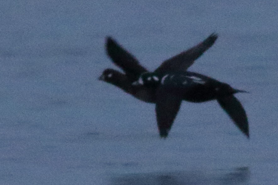 Palyaço Ördeği - ML647862552