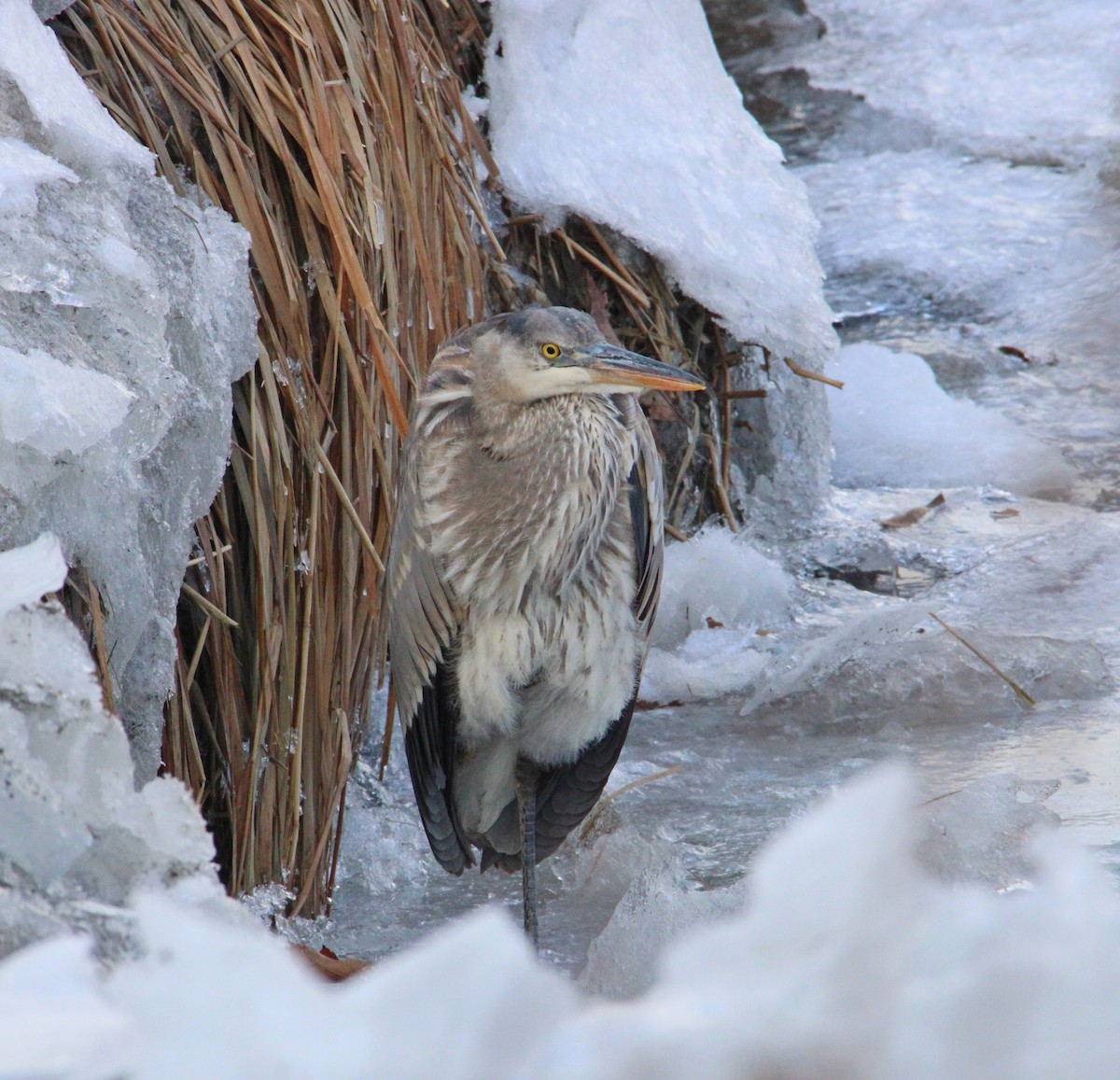 Great Blue Heron - ML647862556