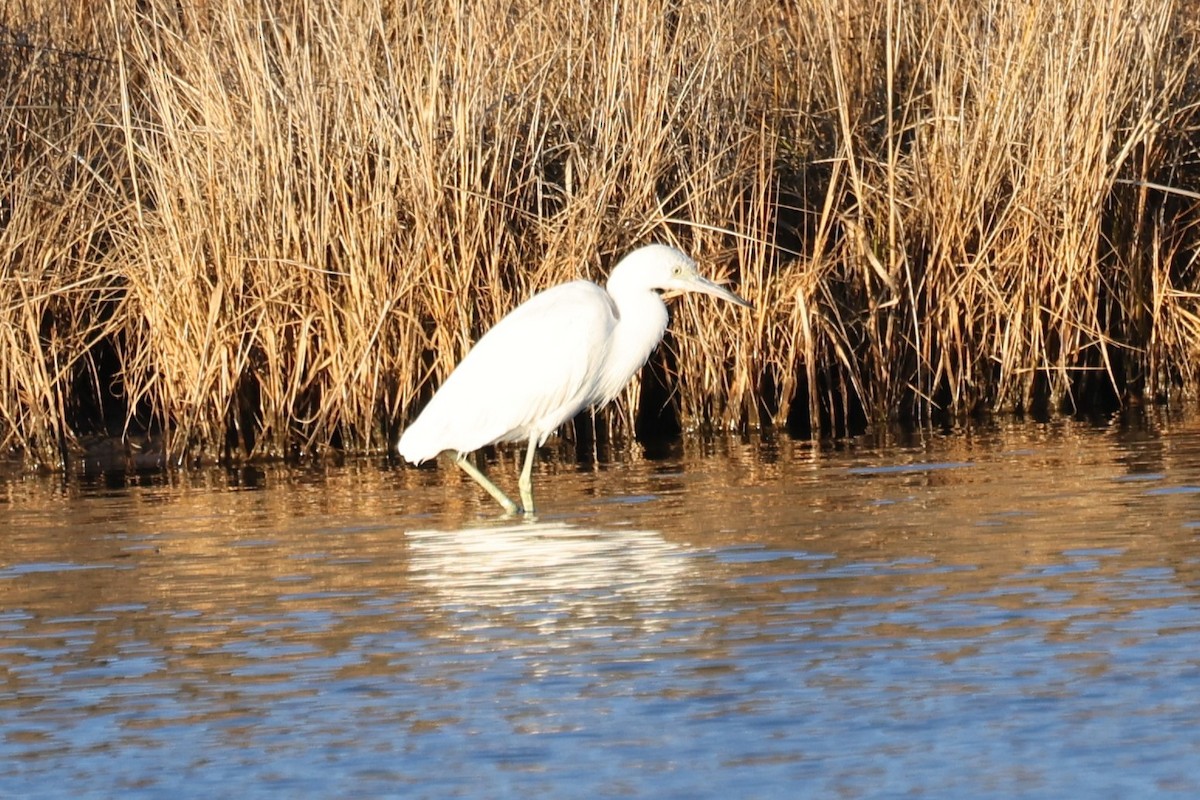 Little Blue Heron - ML647862557