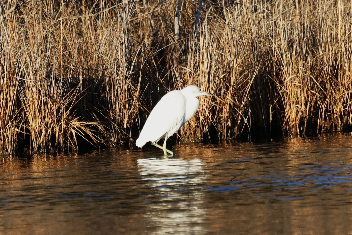 Little Blue Heron - ML647862558