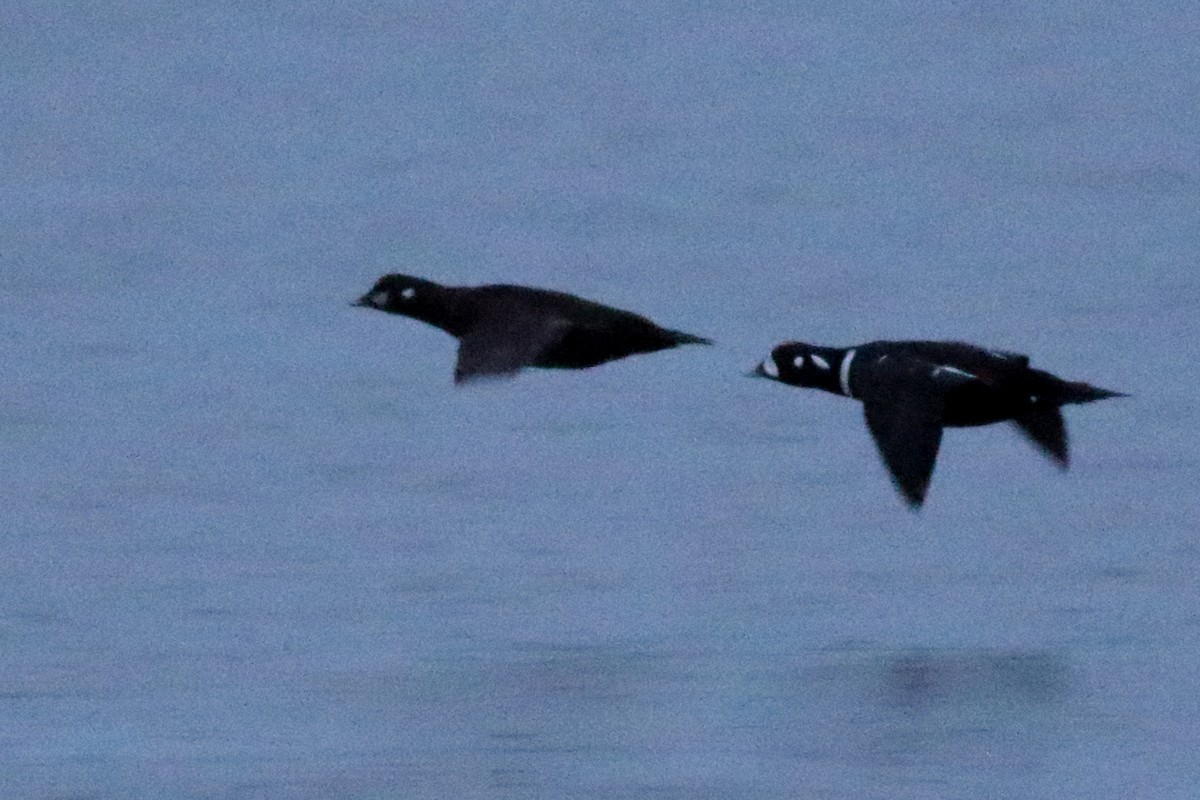 Palyaço Ördeği - ML647862561