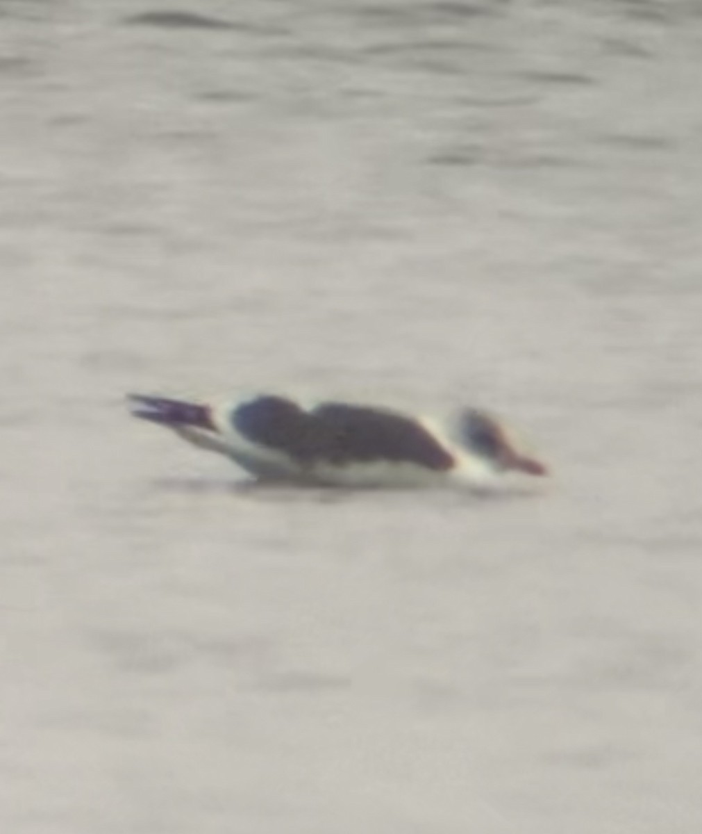 Lesser Black-backed Gull - ML647862562
