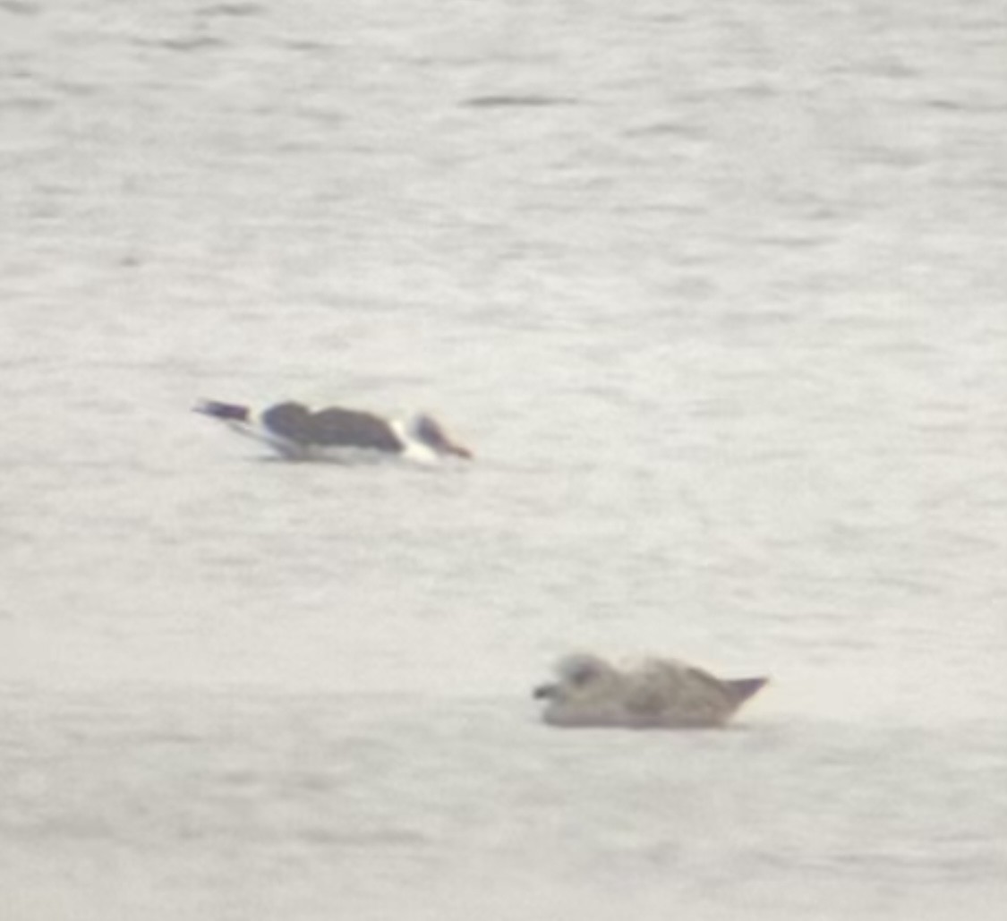 Lesser Black-backed Gull - ML647862563