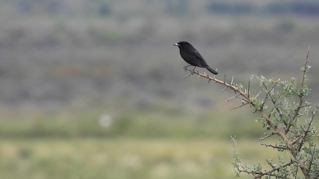 Ада білокрилий - ML647862564