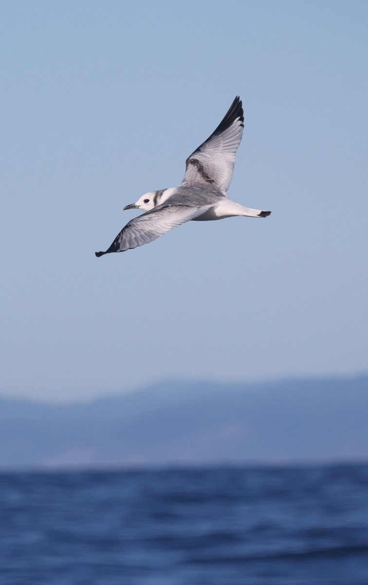 krykkje - ML647862580