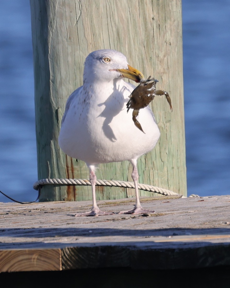 アメリカセグロカモメ - ML647862623