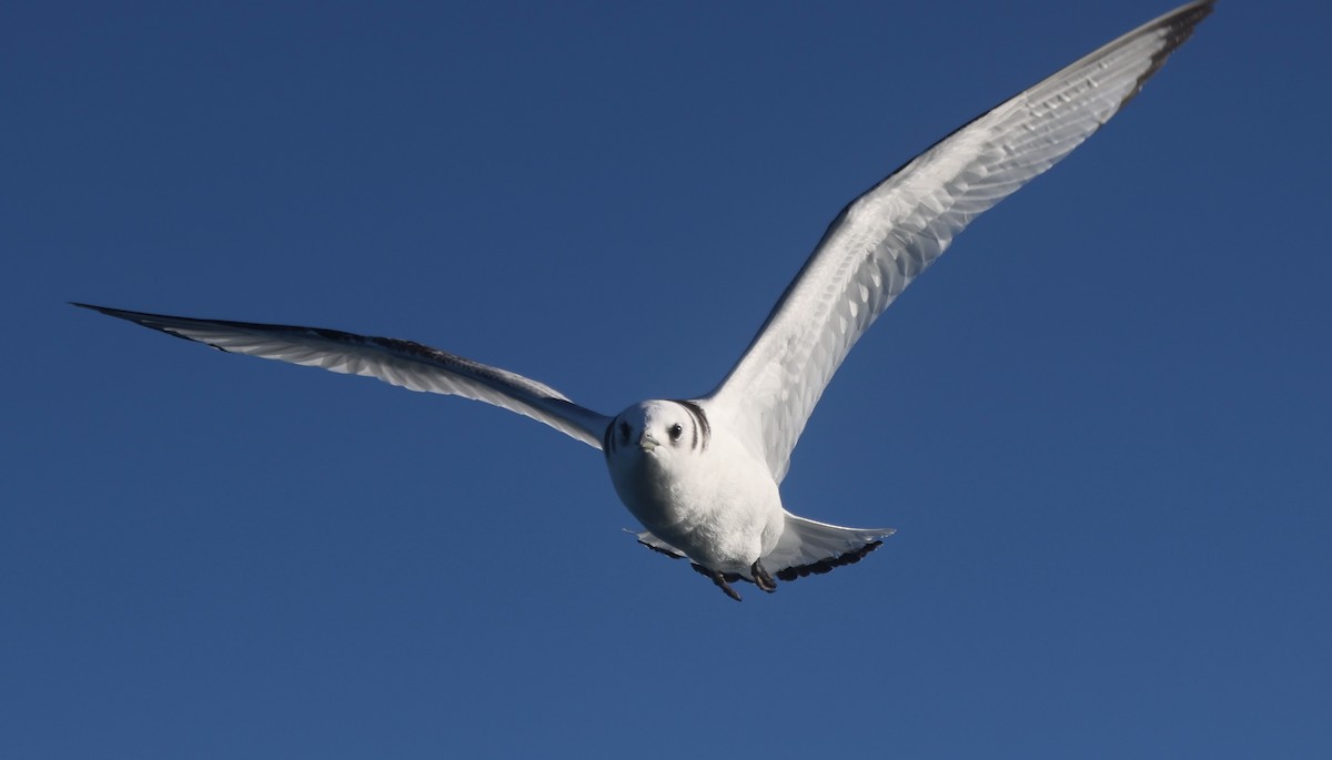 krykkje - ML647862625