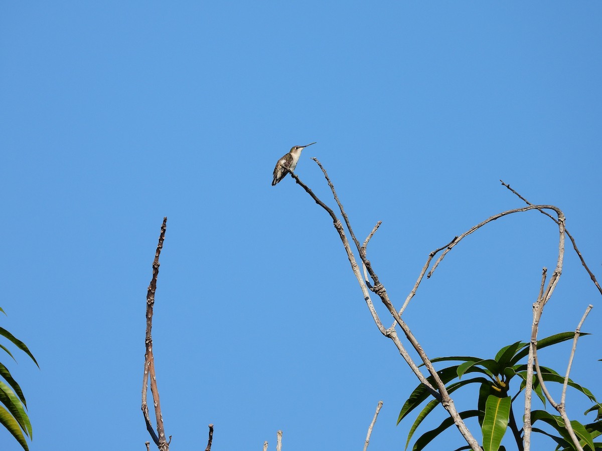Ruby-throated Hummingbird - ML647862652