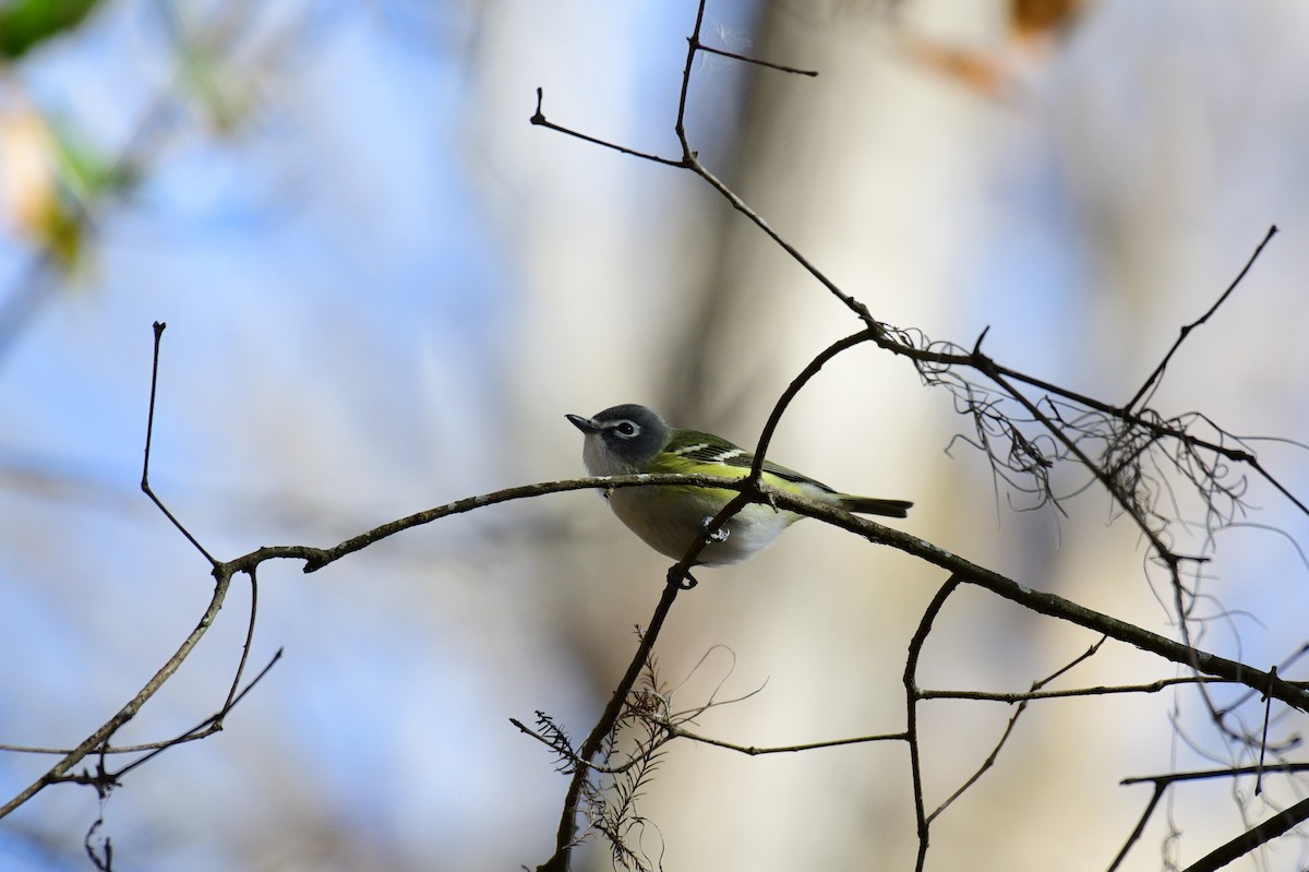 フタスジモズモドキ - ML647862653