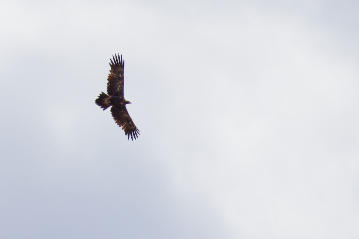 オナガイヌワシ - ML647862661