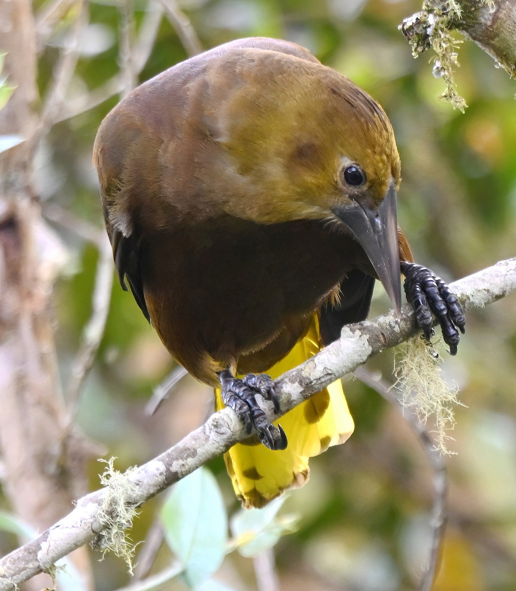 セアカオオツリスドリ - ML647862662