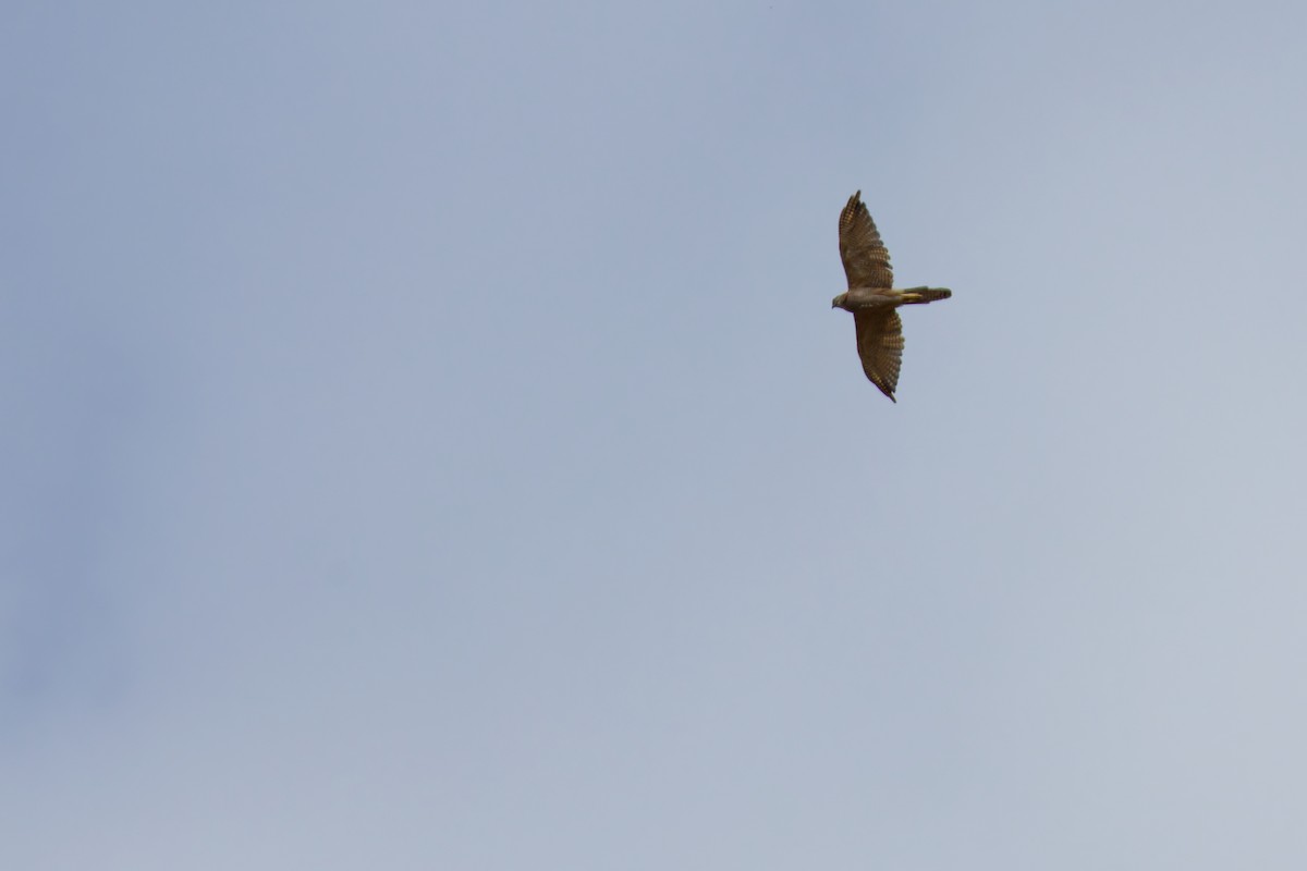 アカハラオオタカ - ML647862666