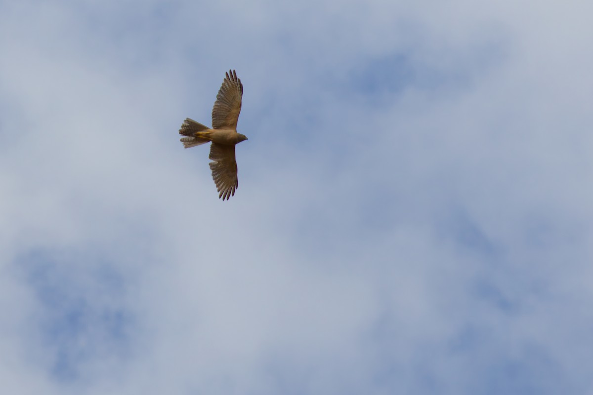 アカハラオオタカ - ML647862667