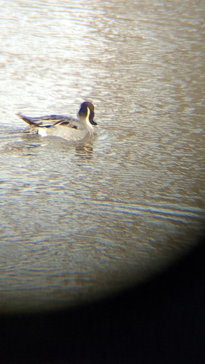 オナガガモ - ML647862669