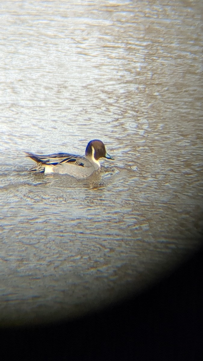 オナガガモ - ML647862671