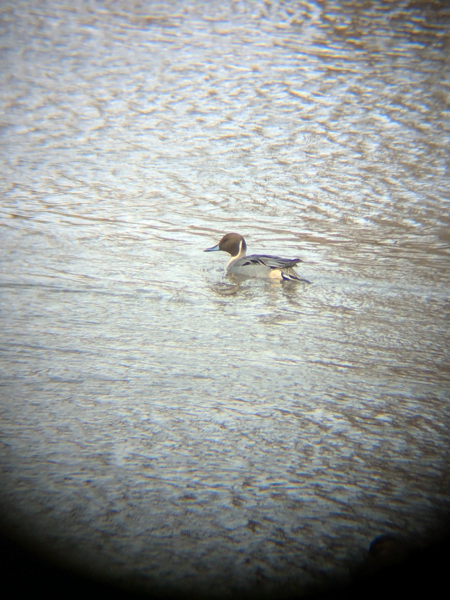 オナガガモ - ML647862674