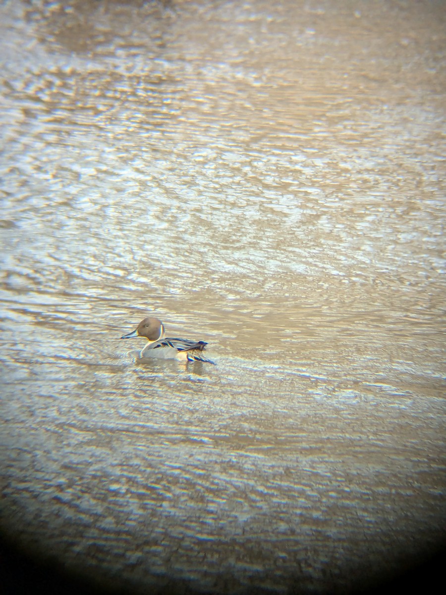 オナガガモ - ML647862675