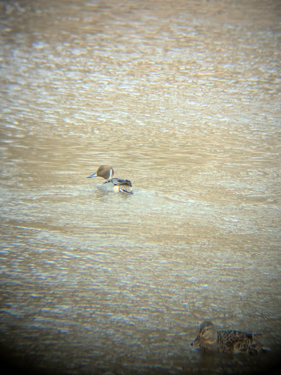 オナガガモ - ML647862676