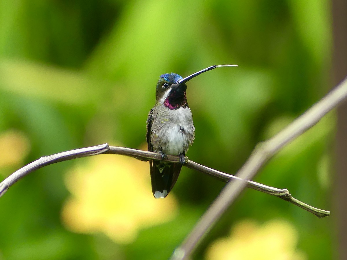 ハシナガハチドリ - ML647862677