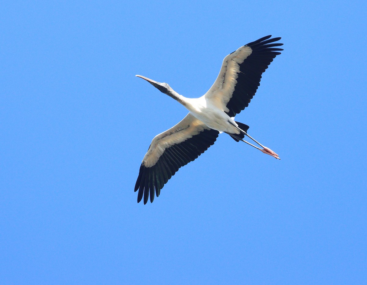 アメリカトキコウ - ML647862678