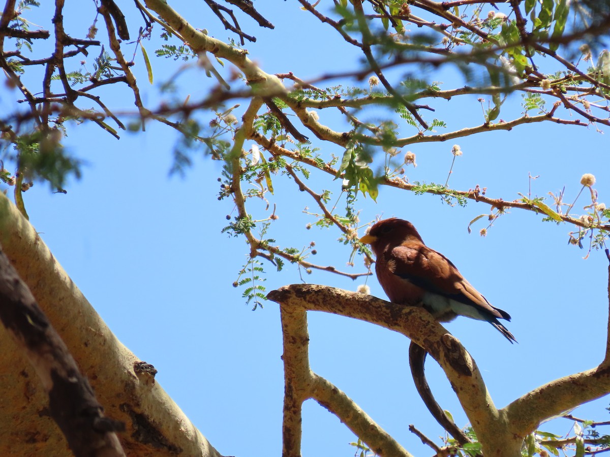 アフリカブッポウソウ - ML647862679