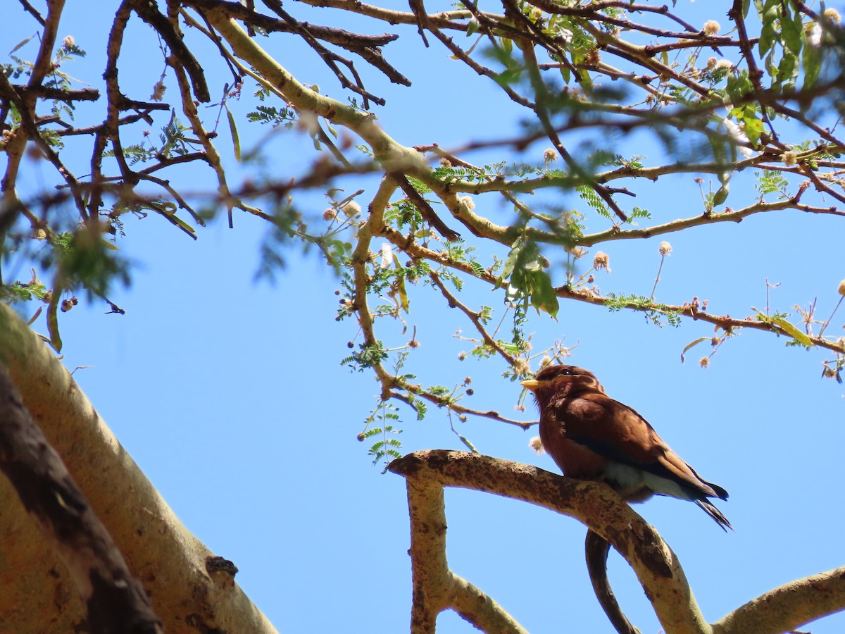 アフリカブッポウソウ - ML647862680