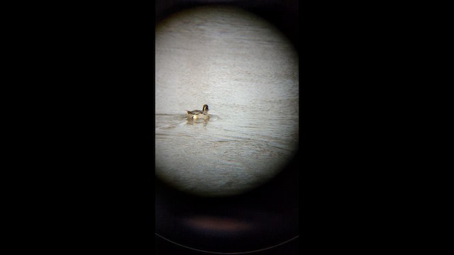 オナガガモ - ML647862682