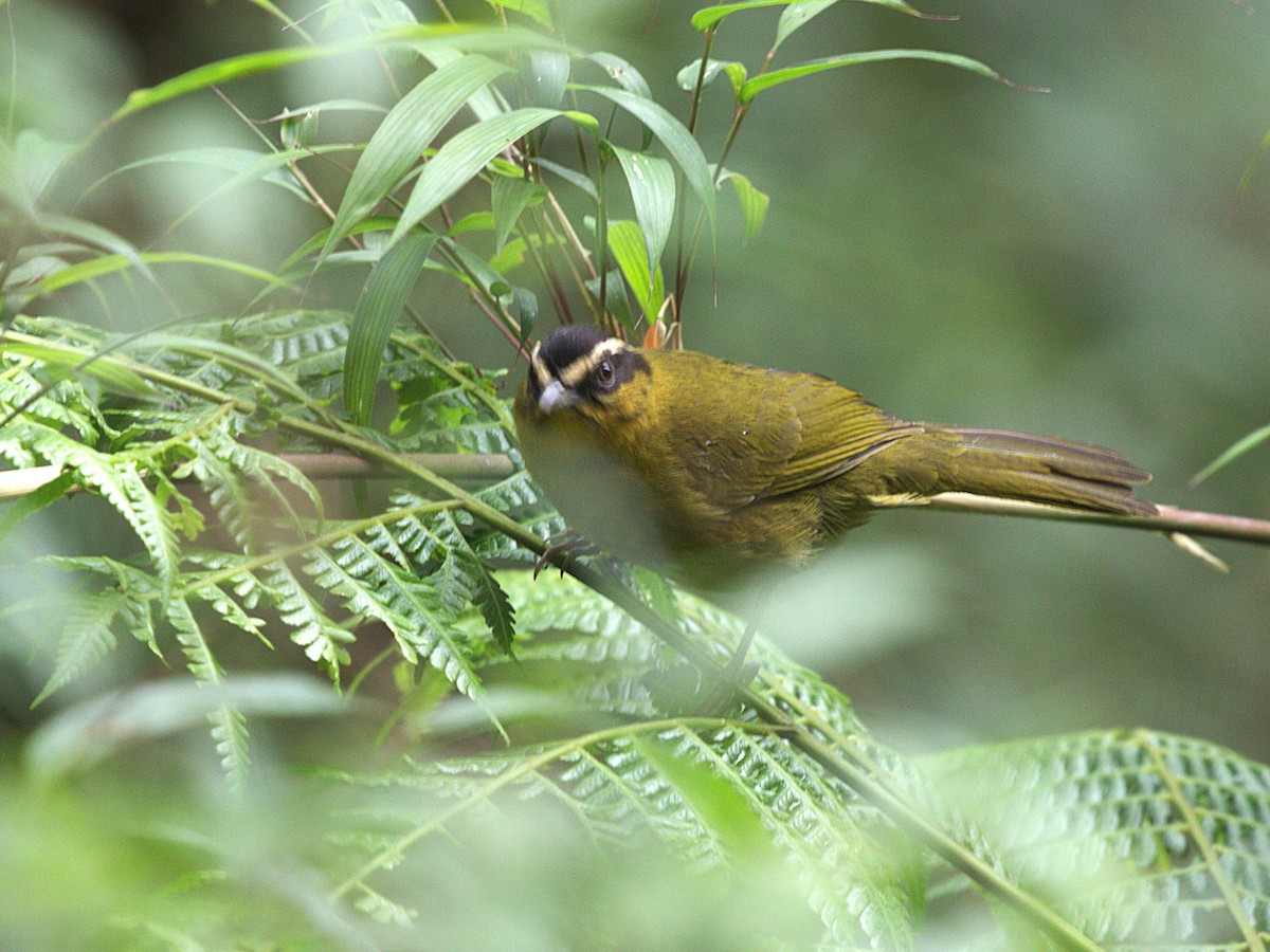 マミジロモリフウキンチョウ（atropileus） - ML647862683