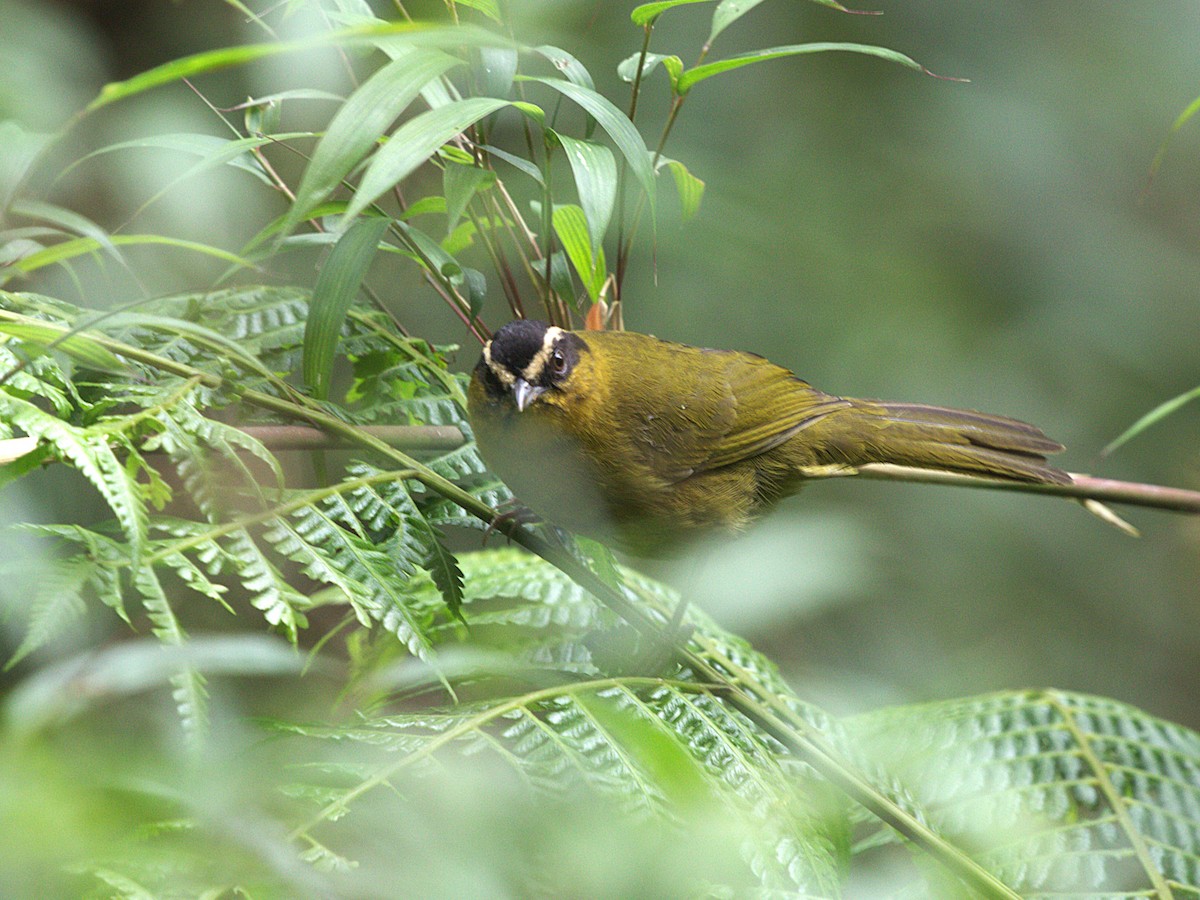 マミジロモリフウキンチョウ（atropileus） - ML647862684