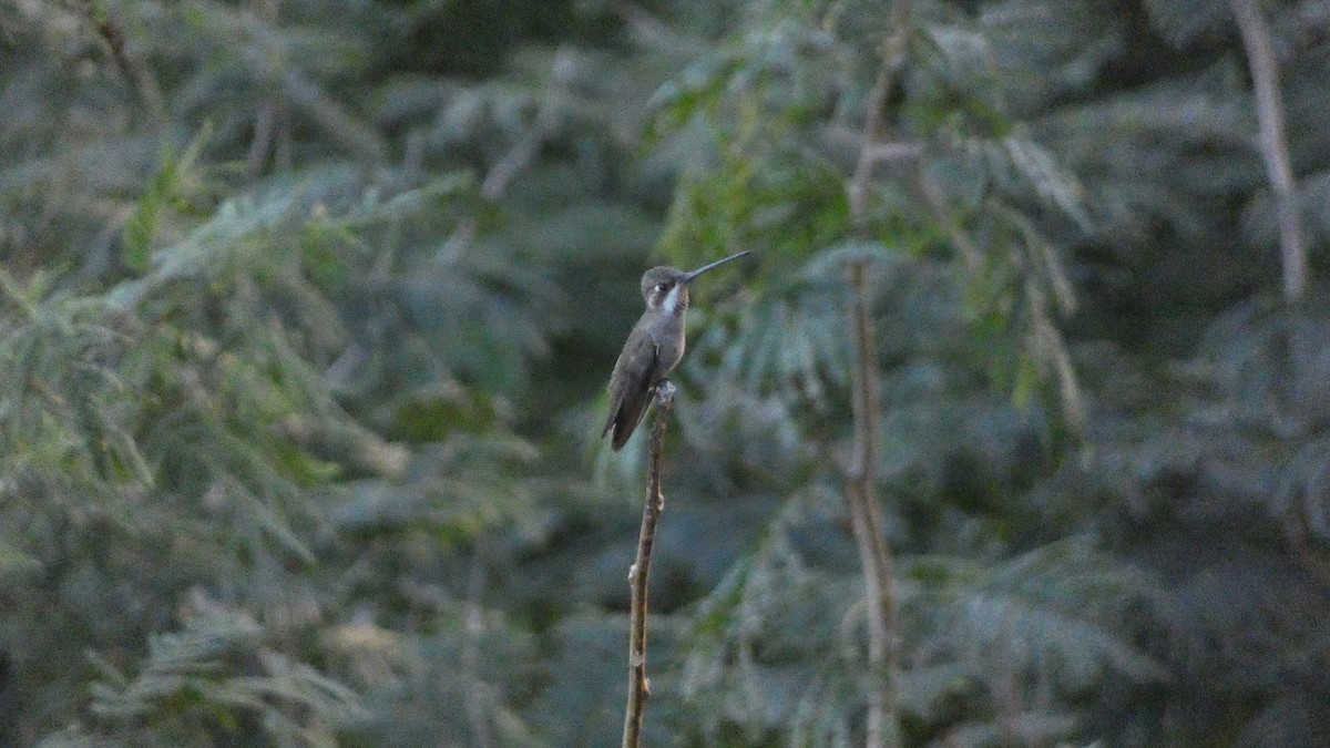 ムジボウシノドフサハチドリ - ML647862685