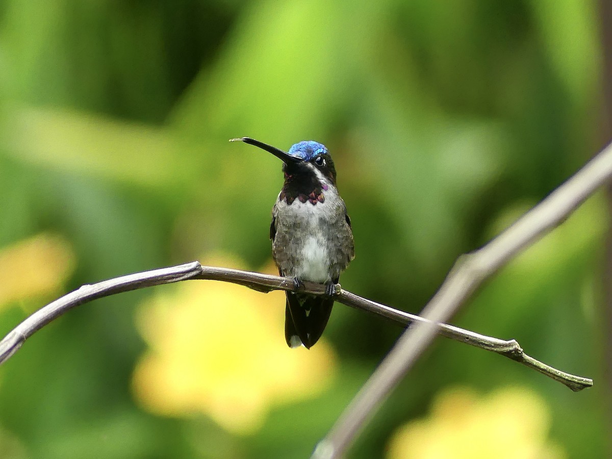 ハシナガハチドリ - ML647862686