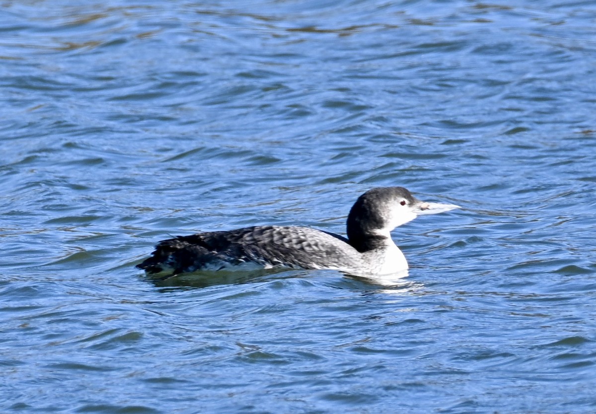 ハシグロアビ - ML647862687