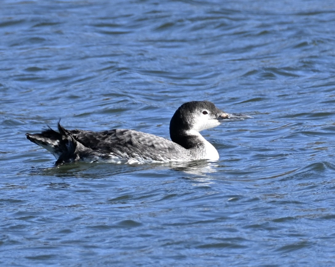 ハシグロアビ - ML647862688