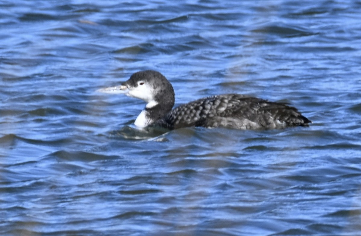 ハシグロアビ - ML647862689