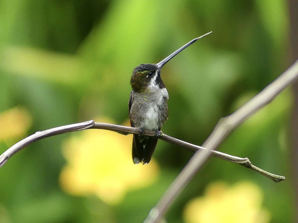 ハシナガハチドリ - ML647862690