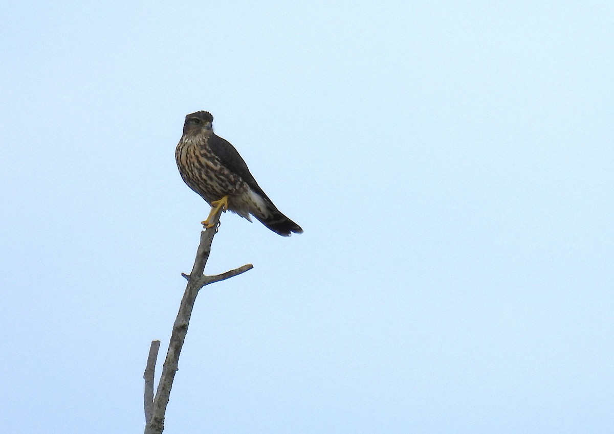 コチョウゲンボウ - ML647862691