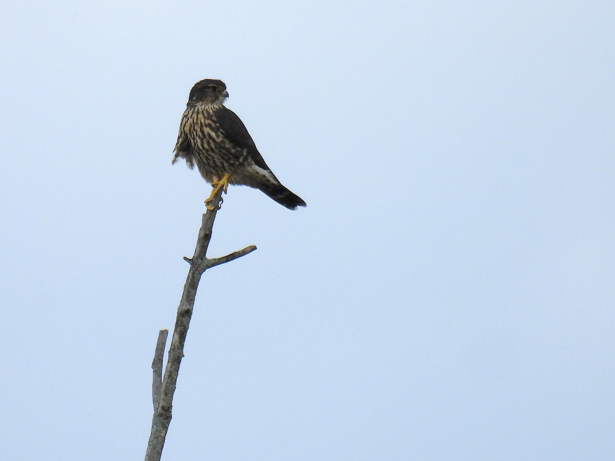 コチョウゲンボウ - ML647862692