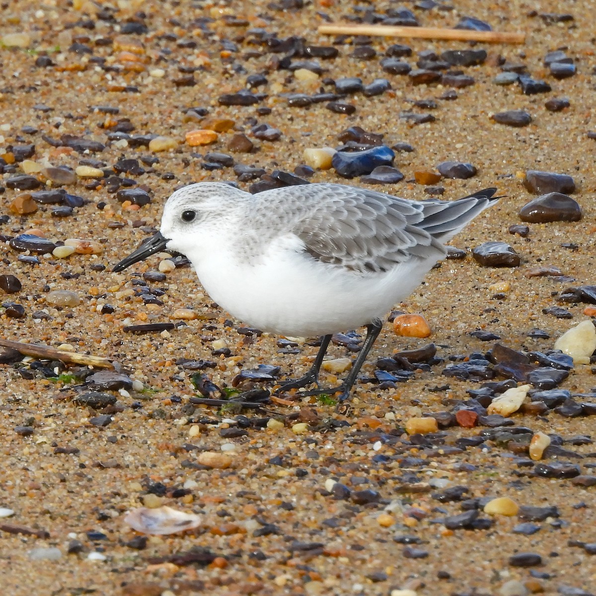 Песчанка - ML647862711