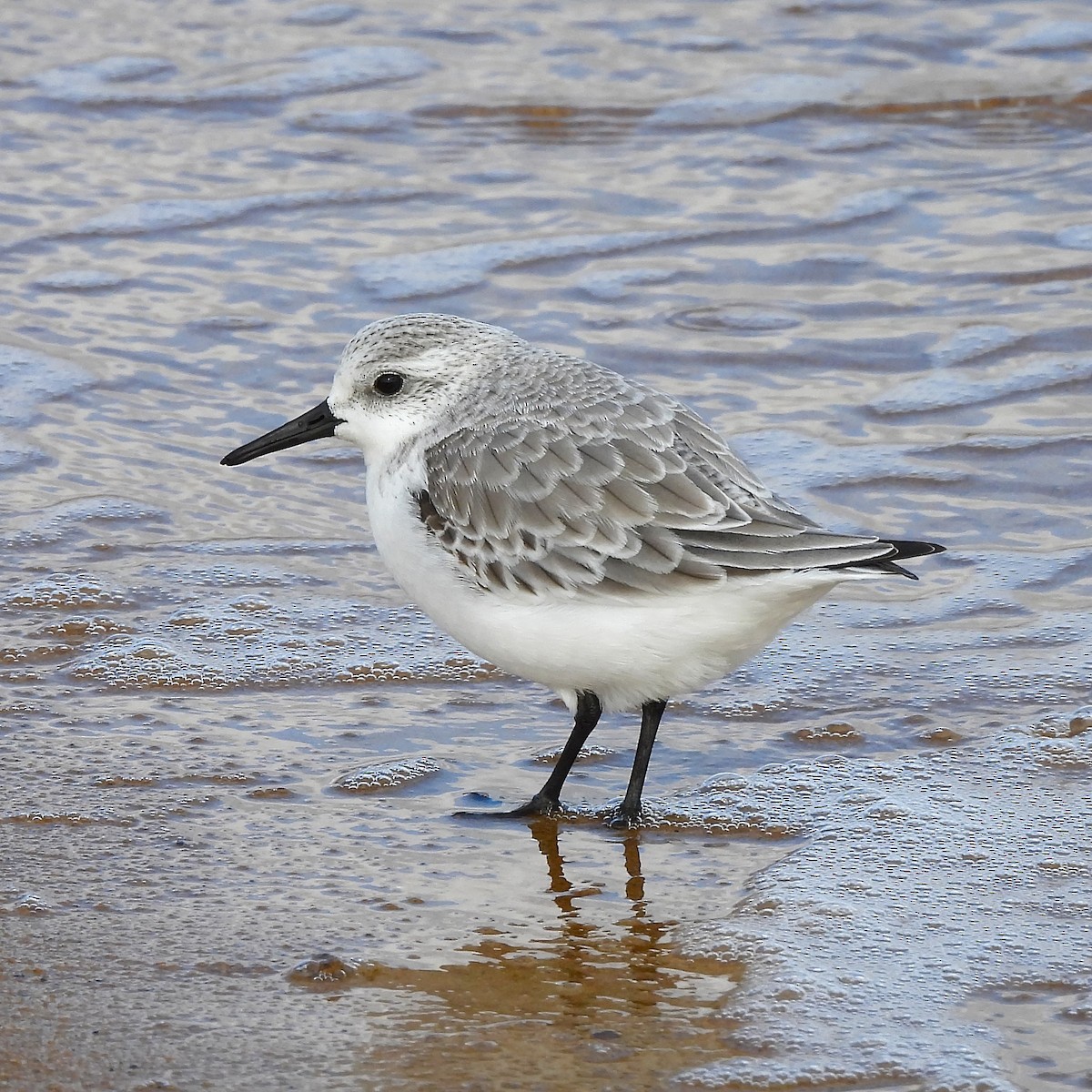 Песчанка - ML647862712