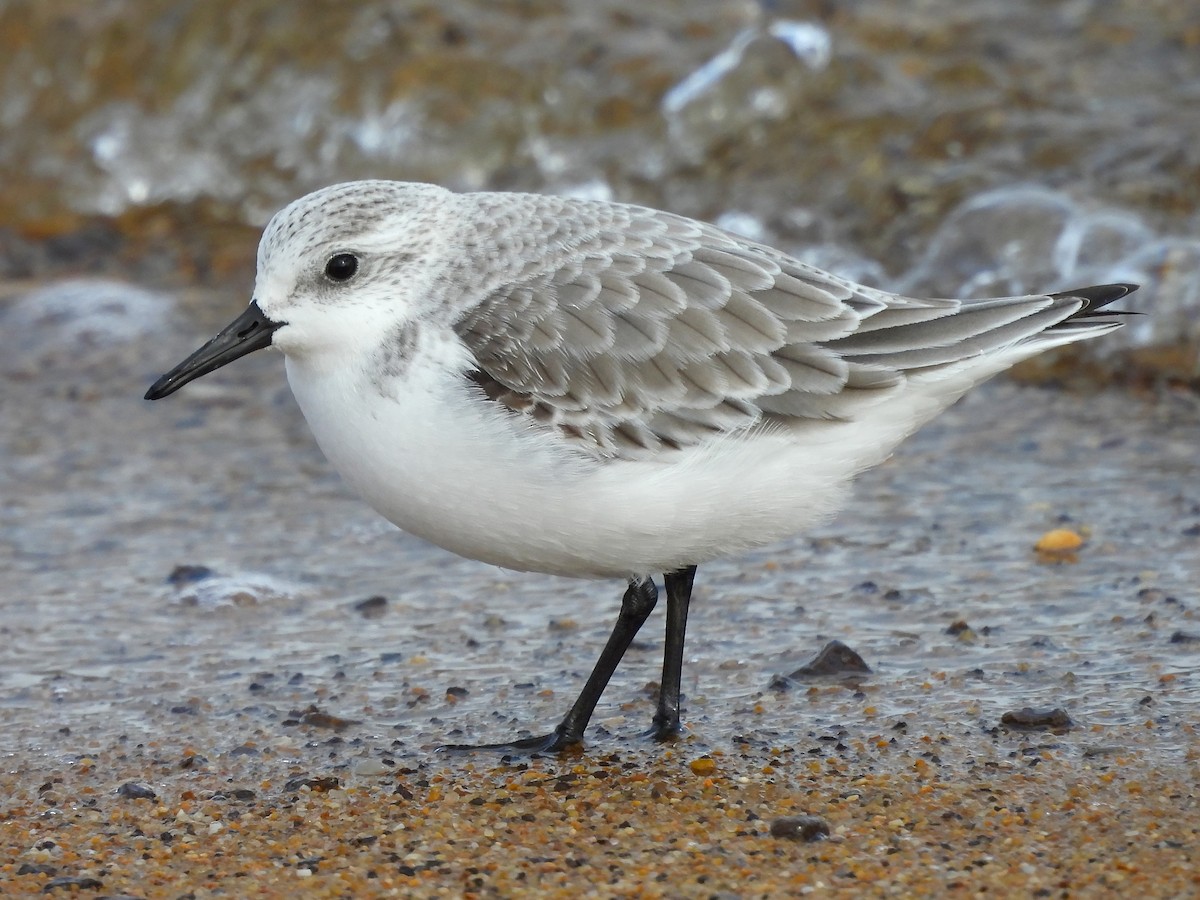 Песчанка - ML647862713