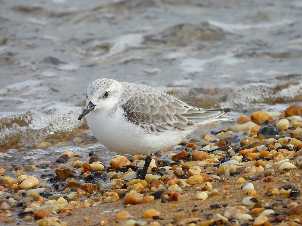 Песчанка - ML647862714