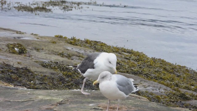 Мартин морський - ML647862741