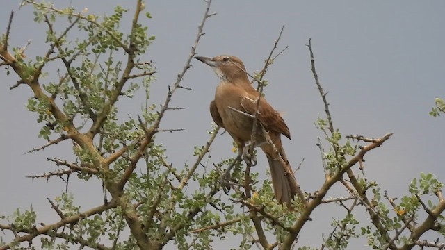 Качолота білогорла - ML647862749