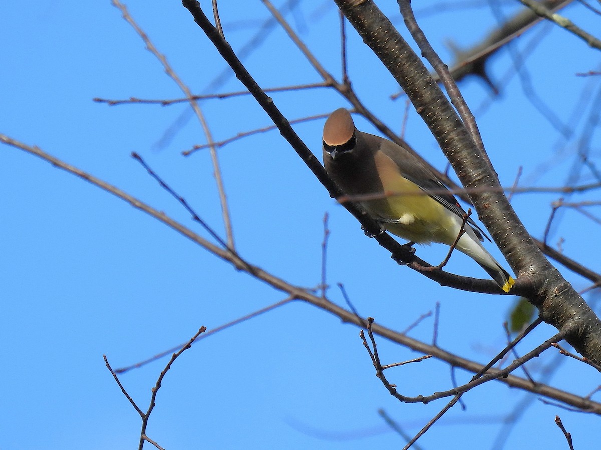 Cedar Waxwing - ML647862751