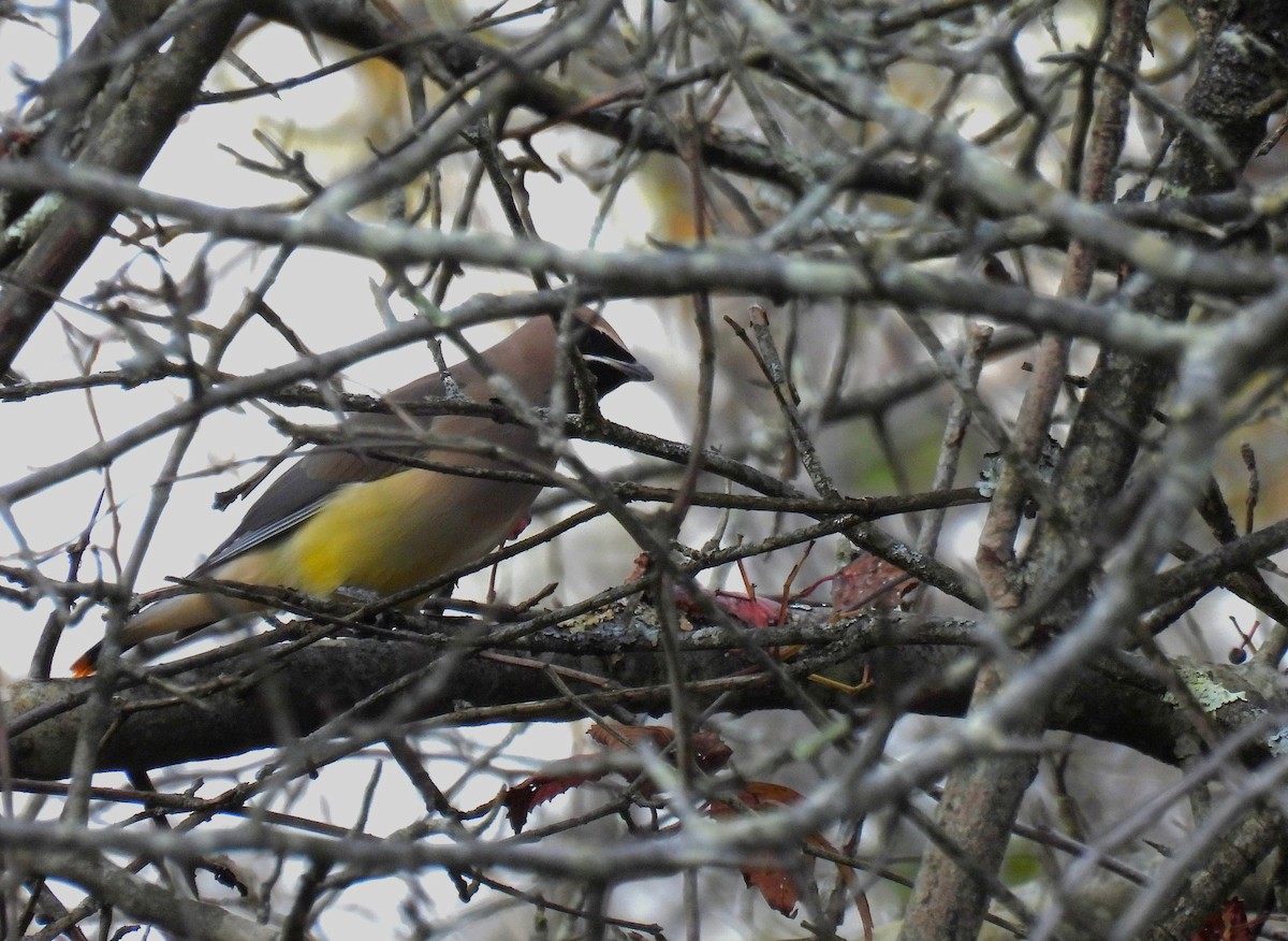 Cedar Waxwing - ML647862756